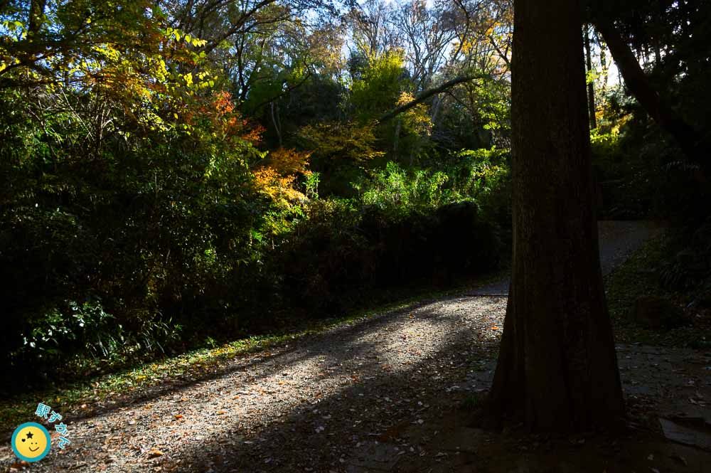 生田緑地の森林