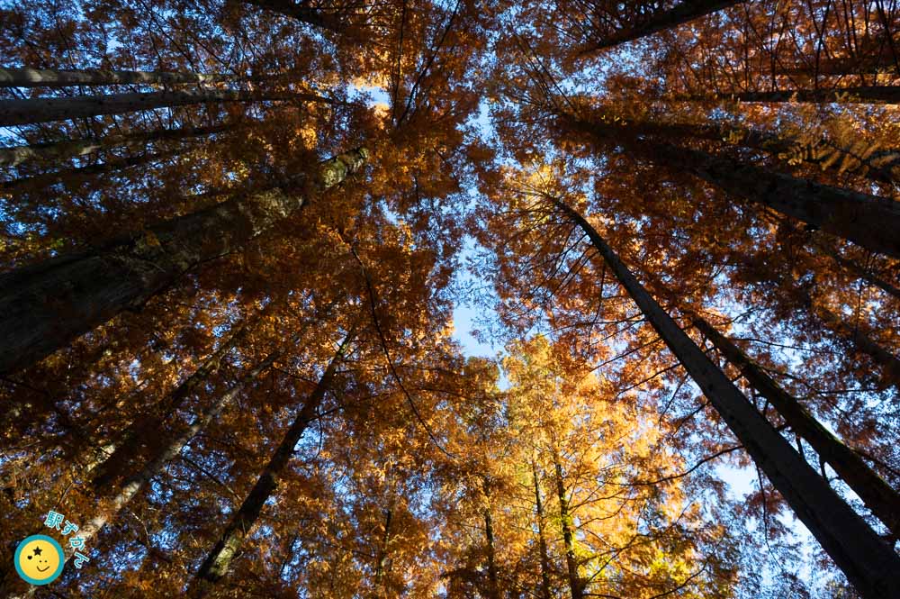 紅葉しているメタセコイアの林
