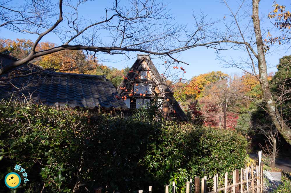 民家園の合掌造りと柿の実