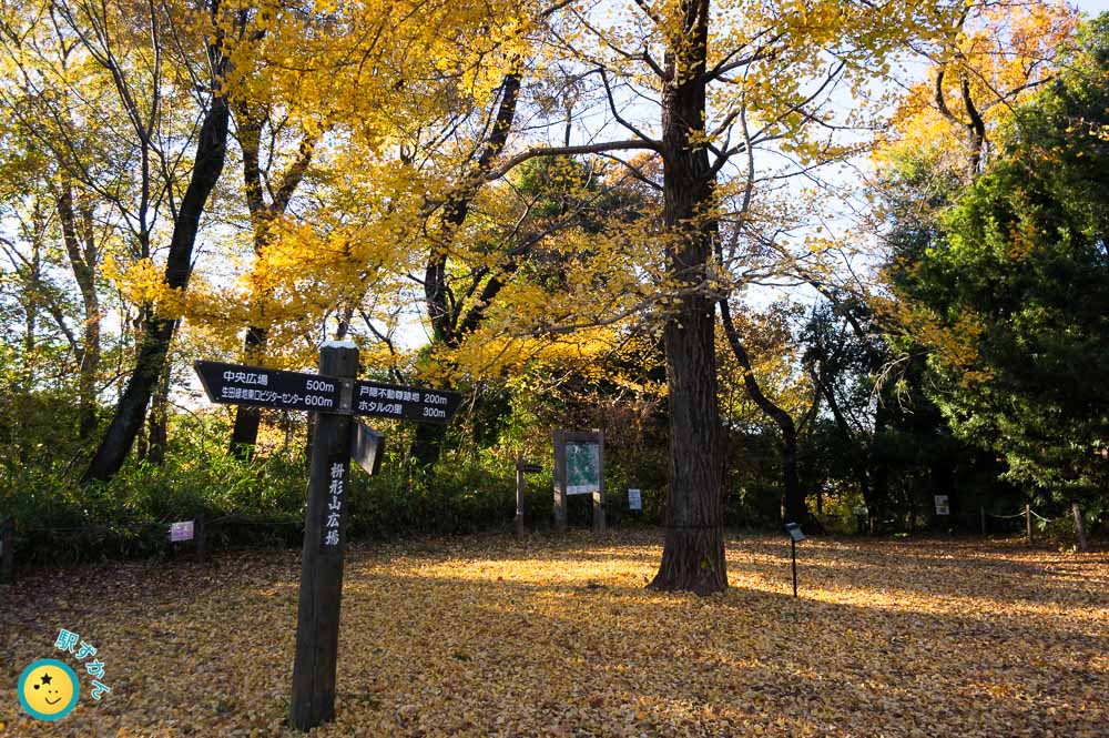 枡形山の山頂広場