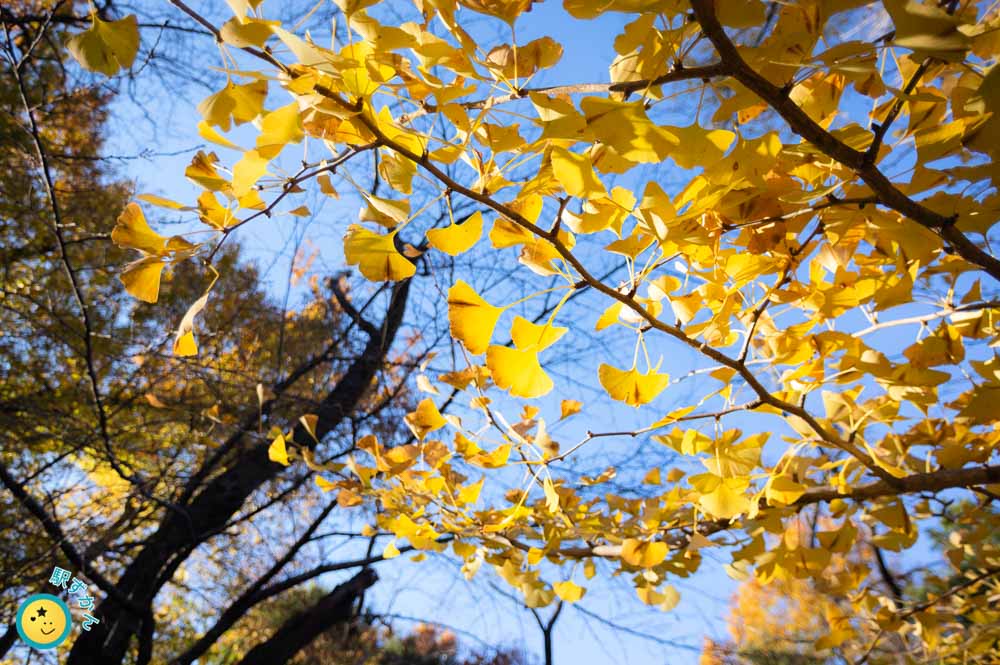 黄金に輝く銀杏の葉