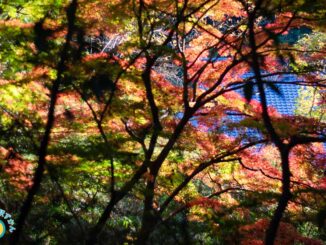 瓦屋根と紅葉グラデーション