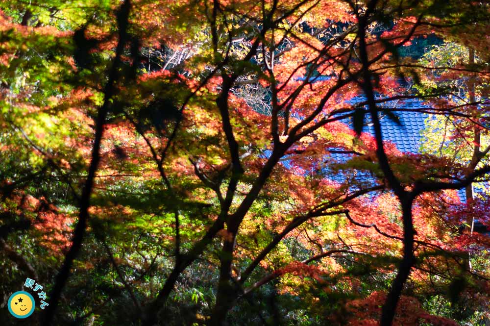 瓦屋根と紅葉グラデーション