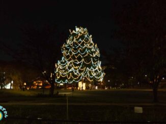 たまプラーザペアツリーイルミネーション