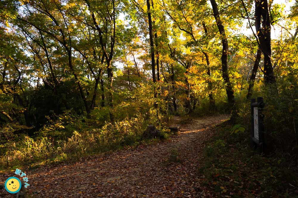 寺家ふるさとの森の尾根