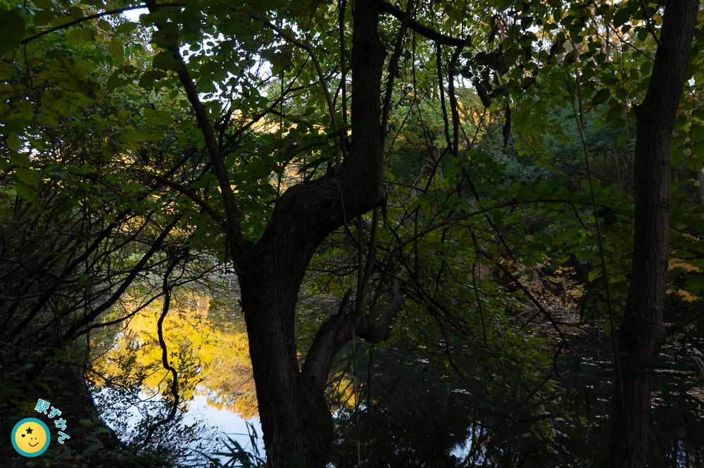 寺家ふるさと村の大池