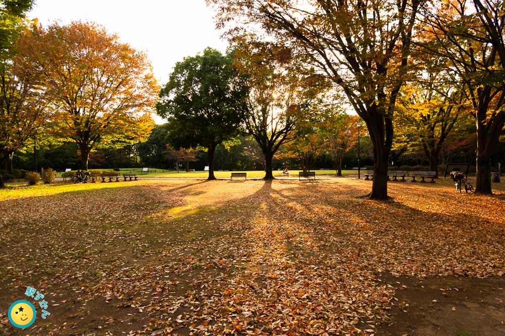秋の大塚・歳勝土遺跡公園