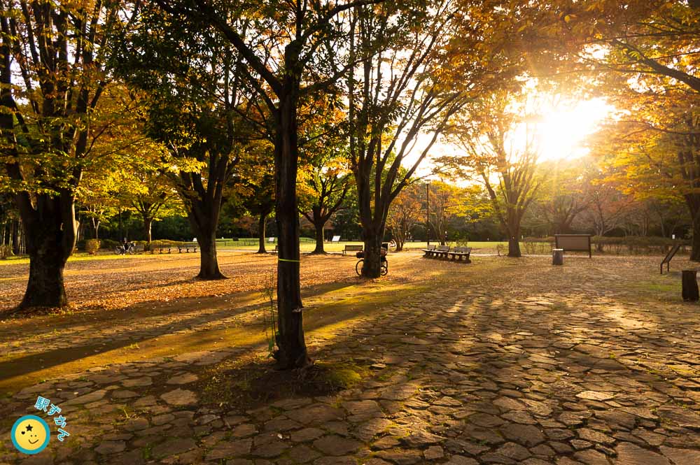 大塚・歳勝土遺跡公園広場の紅葉
