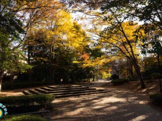 芹が谷公園の紅葉