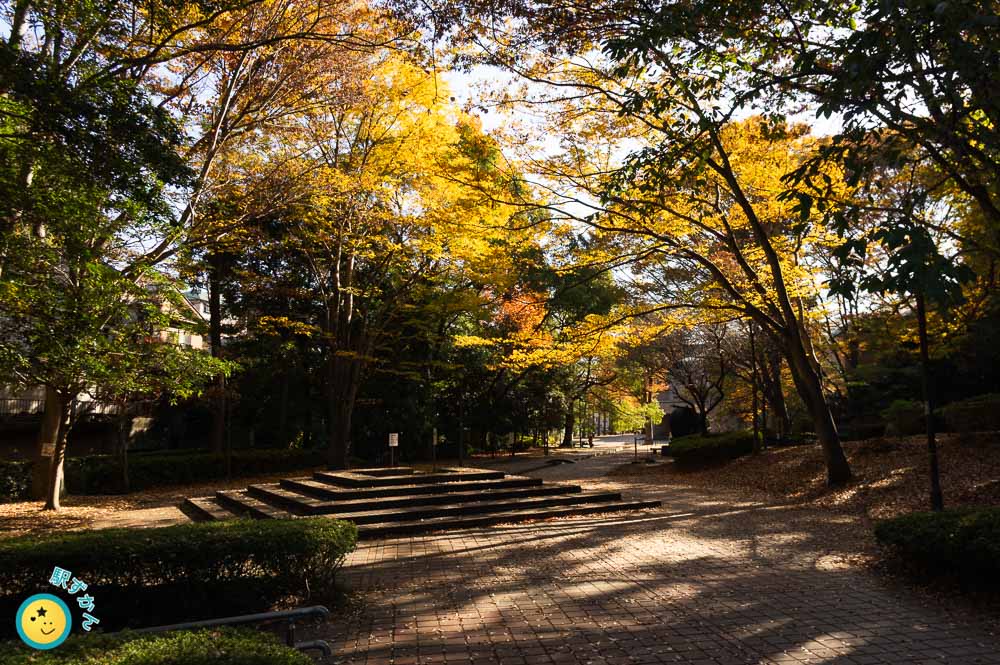 芹が谷公園の紅葉
