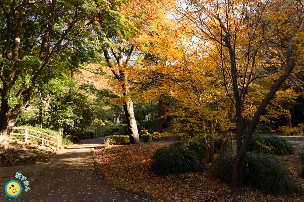 小田急線横のカキツバタ園