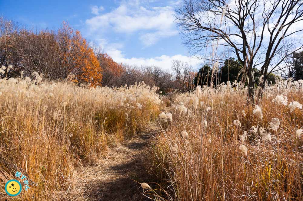 すすきの水沢の森広場