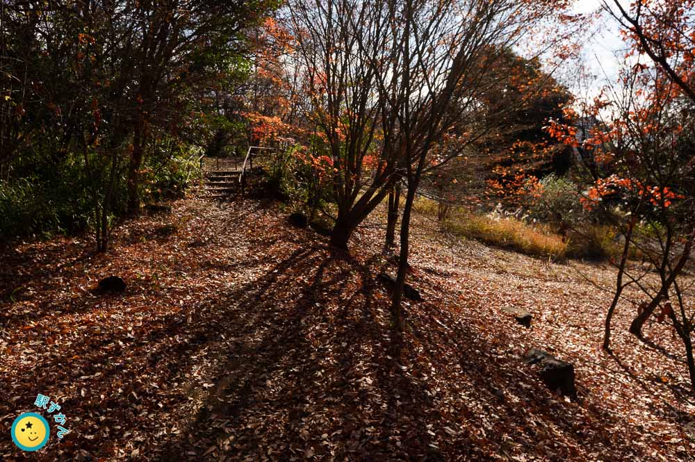 水沢の森の散歩道
