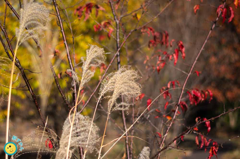 晩秋のススキ