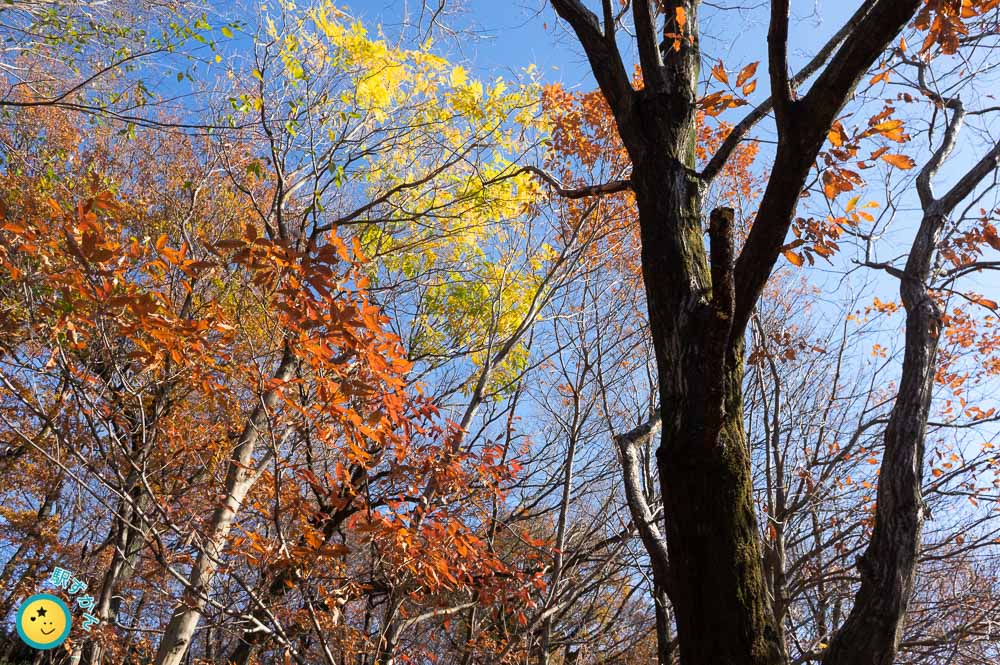 秋晴れの青空と紅葉した木々