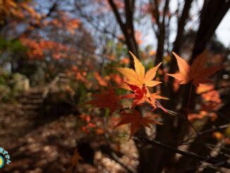 散策道の赤い紅葉