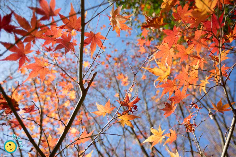 真っ赤な紅葉と青空