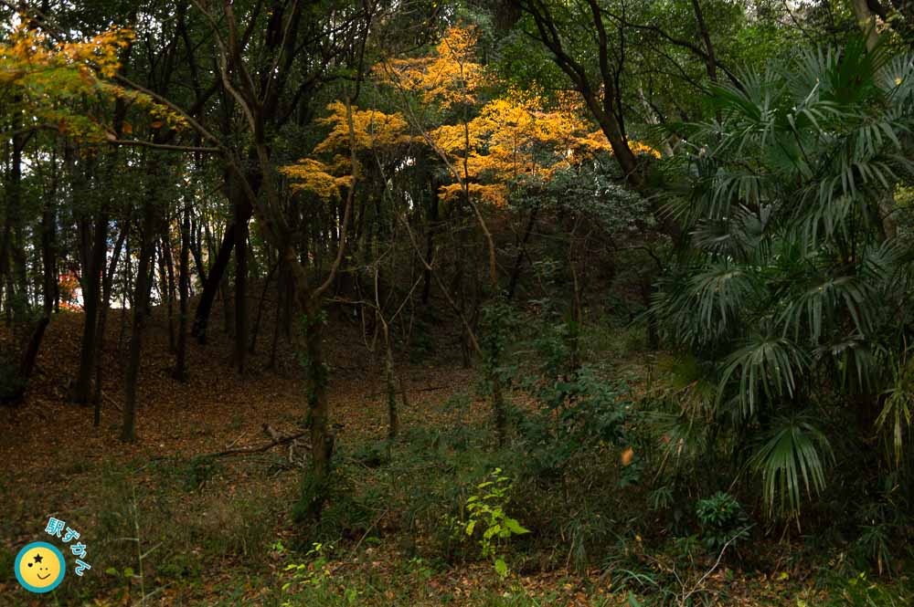 紅葉に陽光スポットライト