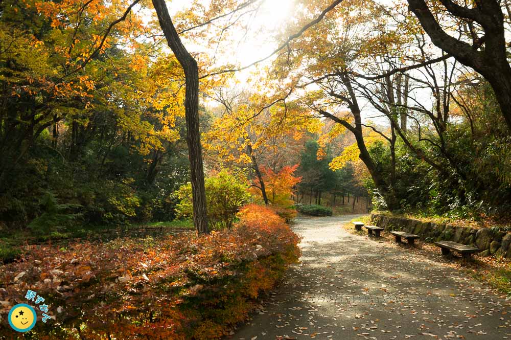 ばじょうじ谷戸池