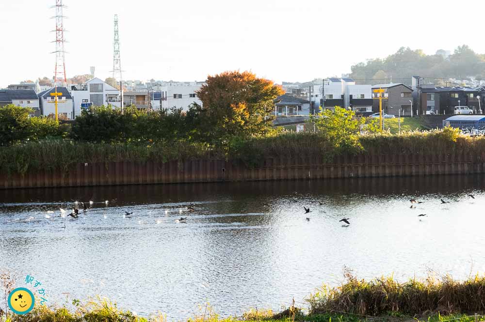 川面を飛び立つカモたち