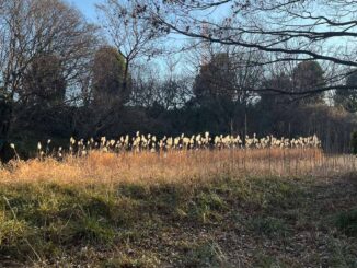 照らされる、すすき一列