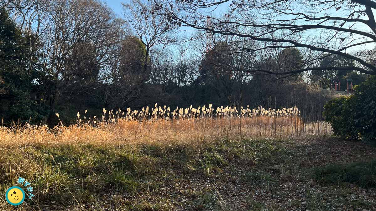 照らされる、すすき一列