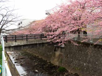 生田 河津桜並木