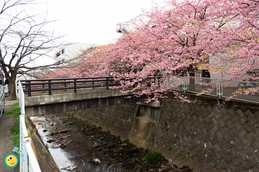 生田 河津桜並木