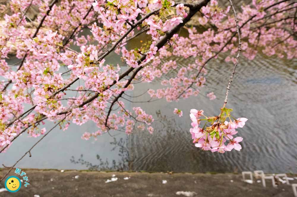 五反田川と河津桜を見下ろす