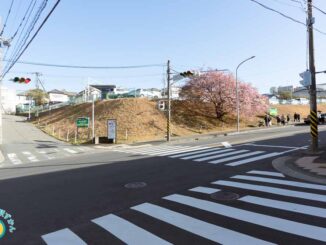 あざみ野のピンクの花が咲く河津桜