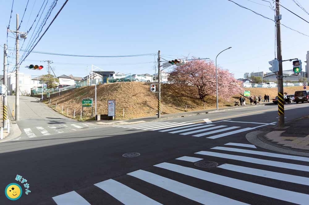 あざみ野のピンクの花が咲く河津桜