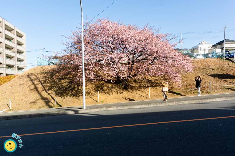 2026年2月19日の河津桜