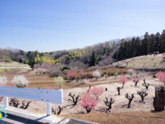 花桃の丘に咲くピンクと白の花桃
