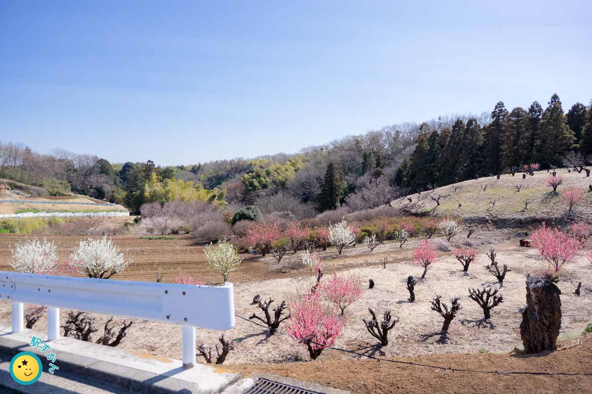 花桃の丘に咲くピンクと白の花桃
