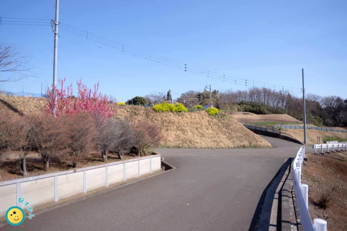 満開の花桃と菜の花