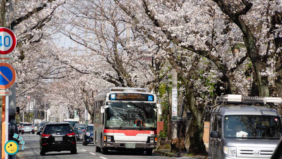あざみ野桜通り