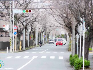 あざみ野第2小西交差点からの満開桜