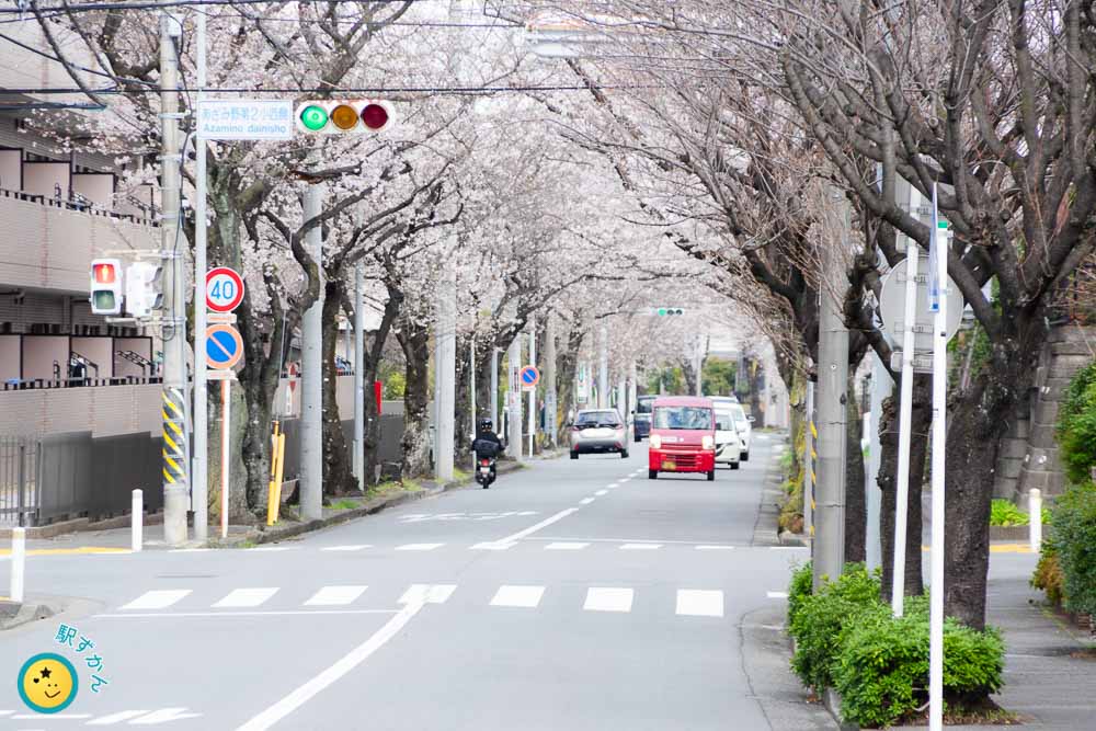あざみ野第2小西交差点からの満開桜