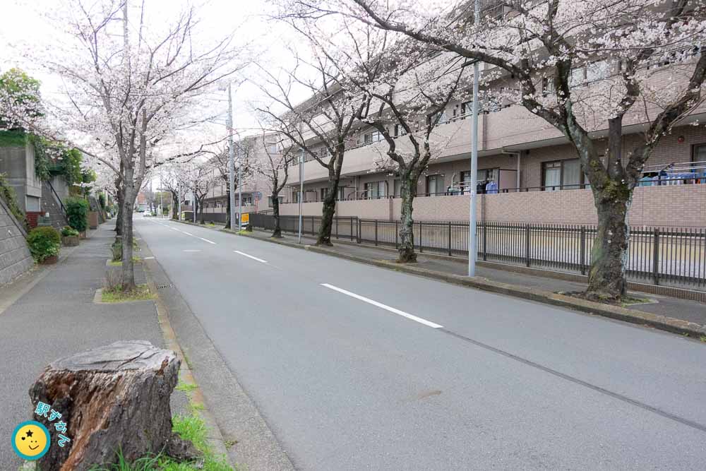 あざみ野桜通りの切り株