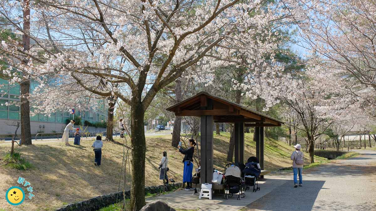 ふじやとのみち・山田富士公園付近の桜