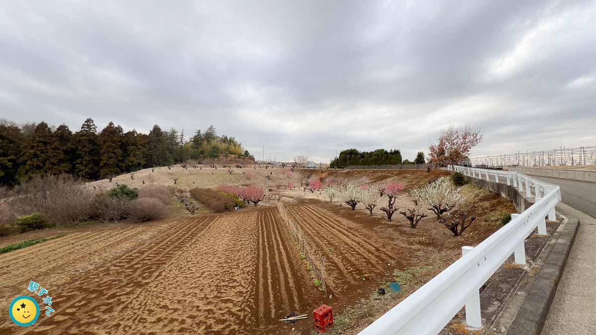 2026年3月7日の花桃の丘