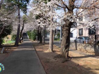 参道の満開の桜
