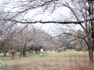 菅生緑地東地区の桜