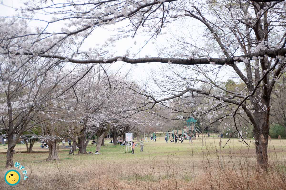 菅生緑地東地区の桜