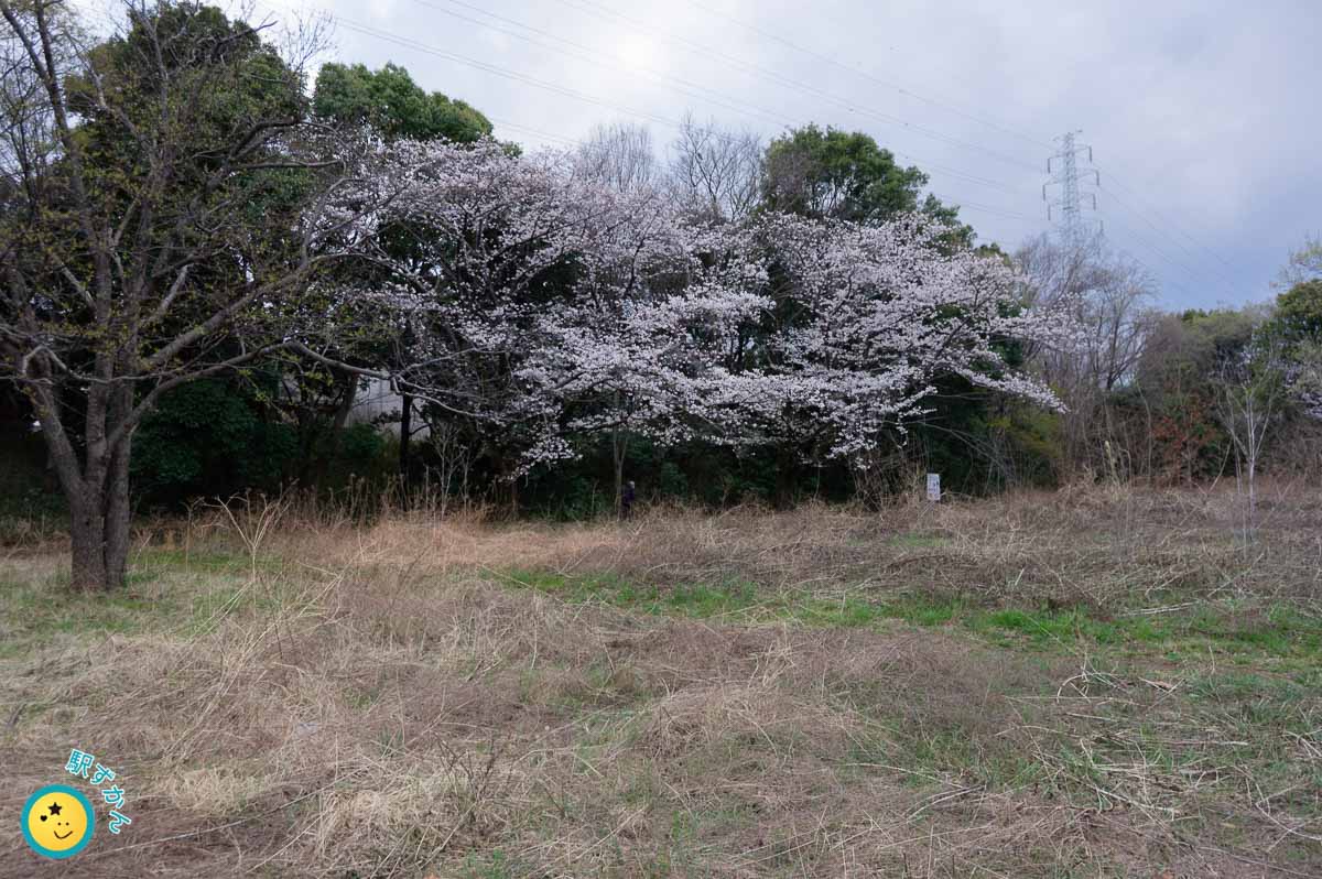 満開の桜と雨雲