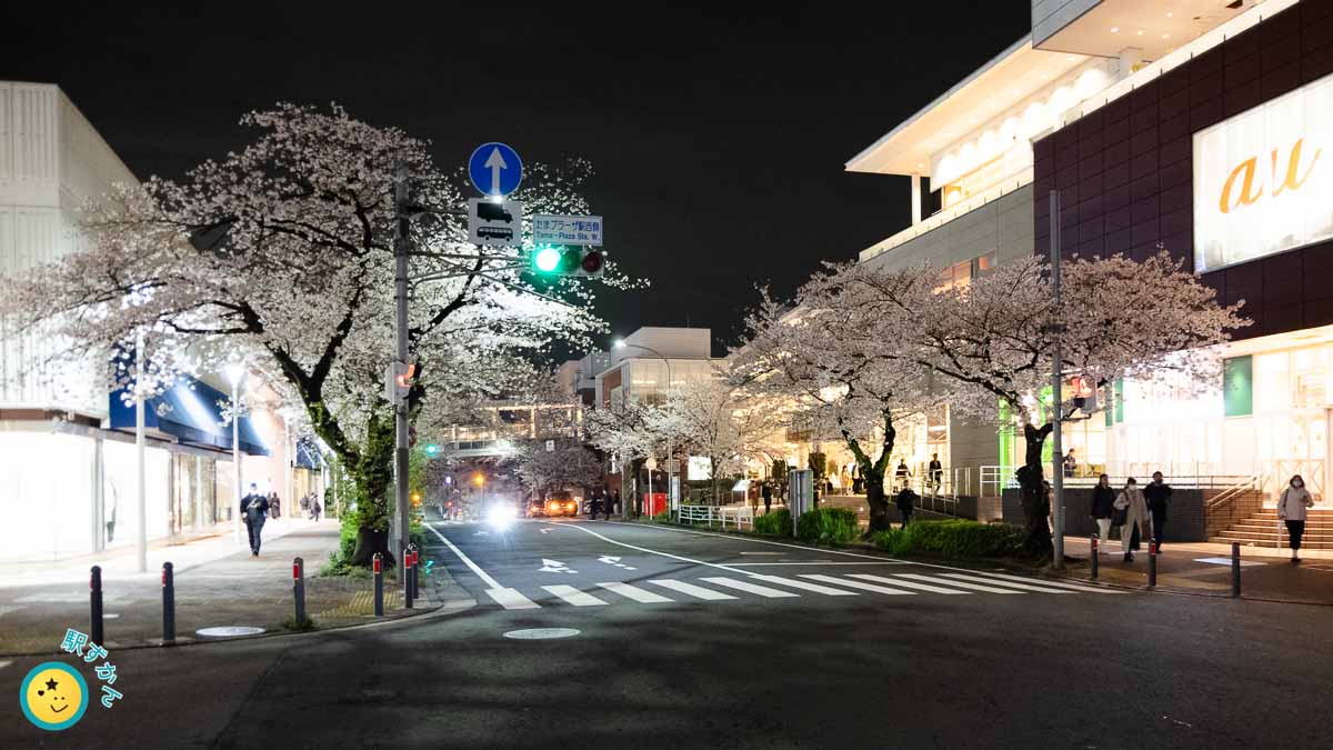 たまプラーザ駅北口の桜並木