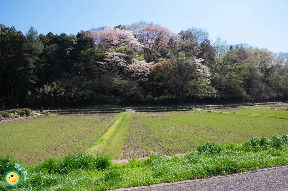 桜の花と葉の共演