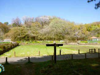 寺家ふるさと村の田んぼ