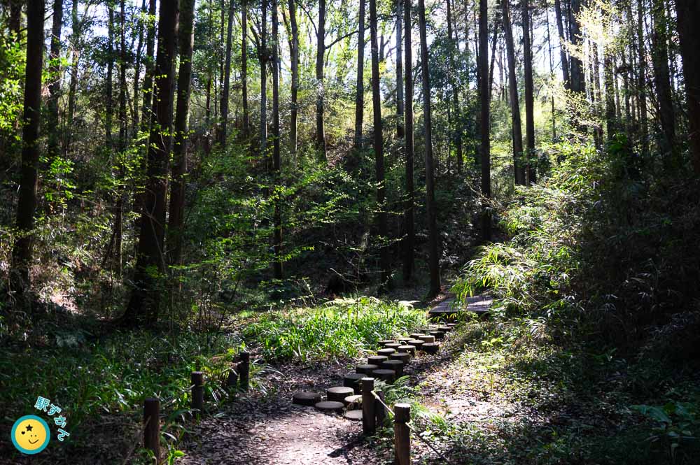 湿地と登り階段