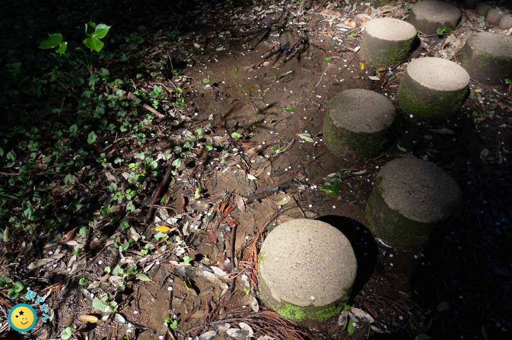 こぼれ桜と湿地